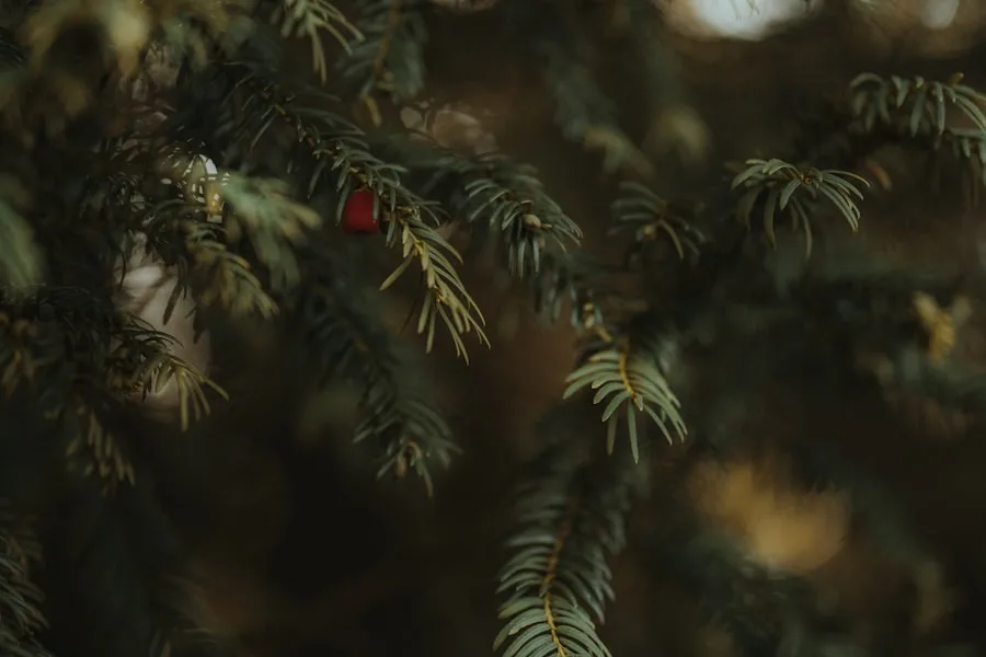 Photo Svaneklars juleløfte
